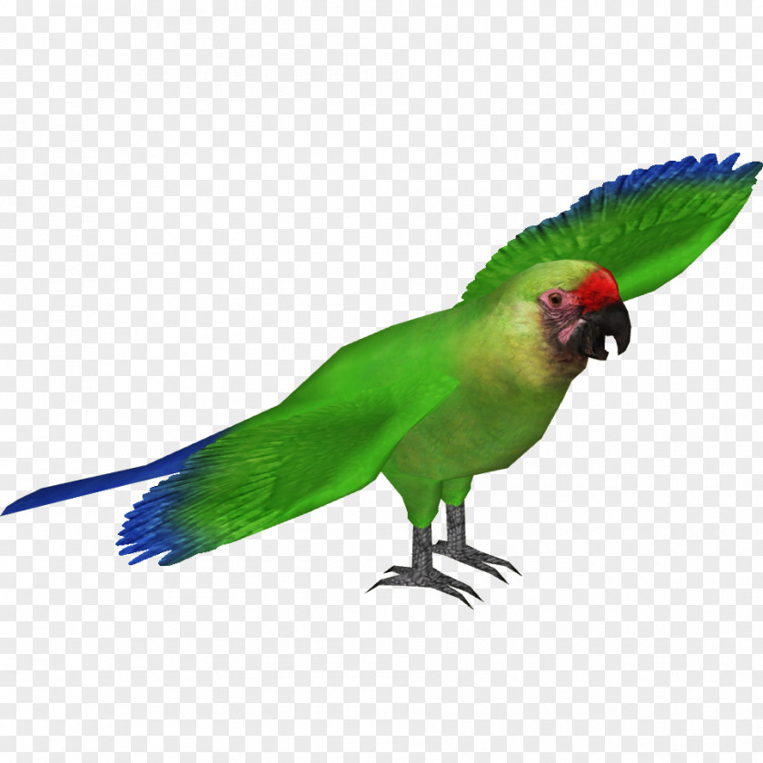 Parrot Military Macaw Blue-headed Scarlet PNG