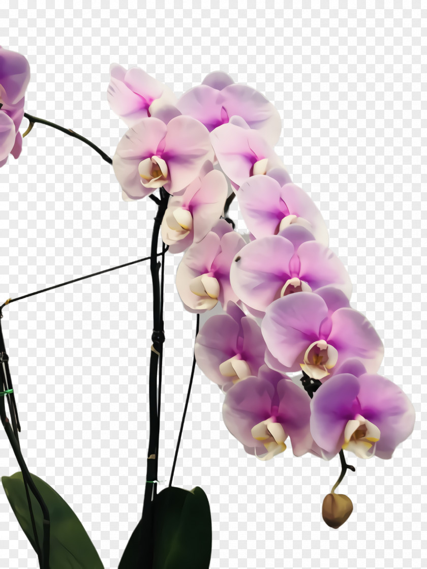 Purple Violet Flower Moth Orchid Pink Plant Petal PNG