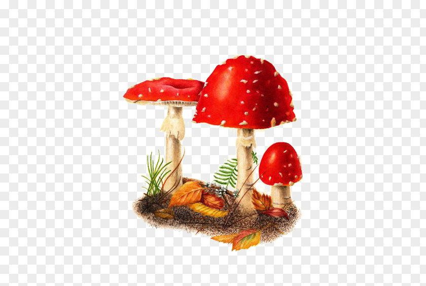 Red Mushroom Amanita Muscaria Edible Watercolor Painting PNG
