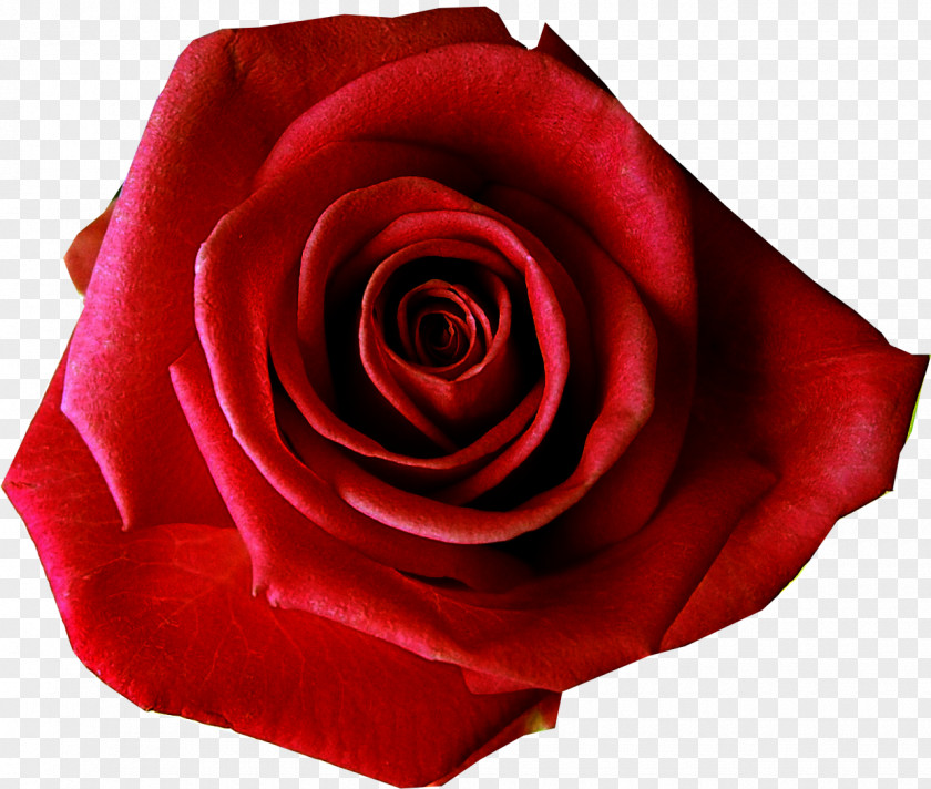 Rose T-shirt Red Flower Clip Art PNG