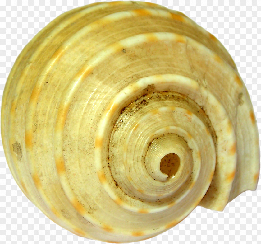 Snail Sea Conchology Veneroida PNG