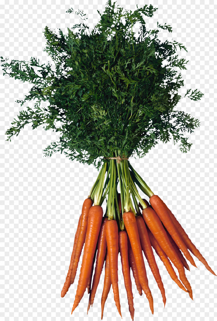 Carrot Image Raised-bed Gardening Vegetable PNG