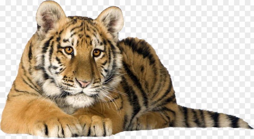 Cat Lion Bengal Tiger White Desktop Wallpaper PNG