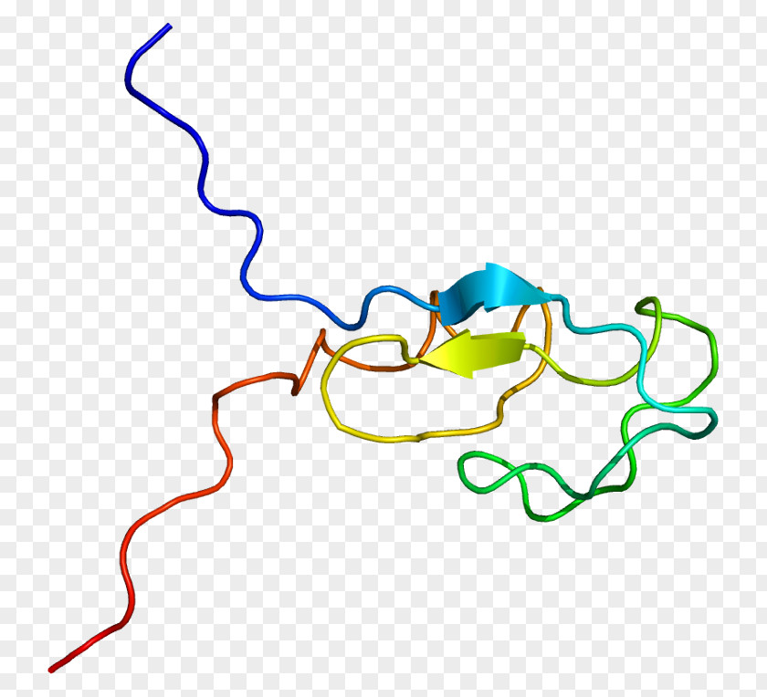 PRKCG Protein Kinase C Gene PNG