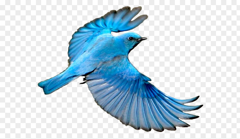 Bird Blue Jay Mountain Bluebird Wing PNG