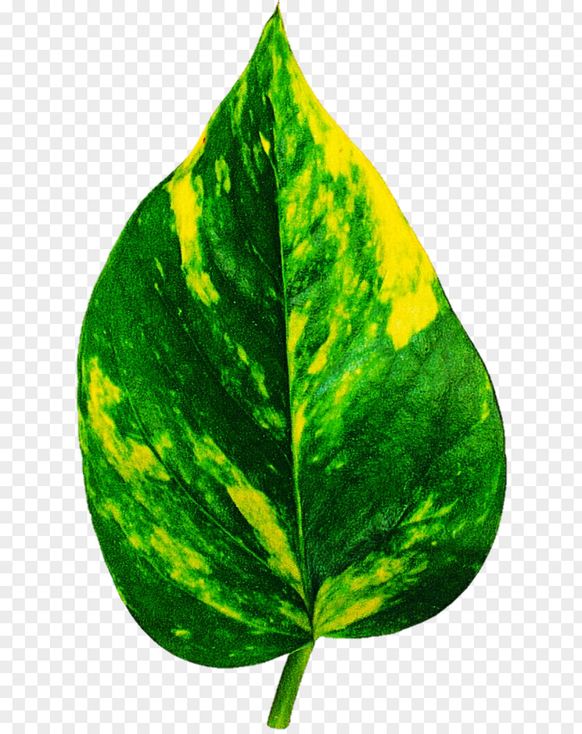 Leaf Houseplant Care Dieffenbachia Seguine Amoena PNG