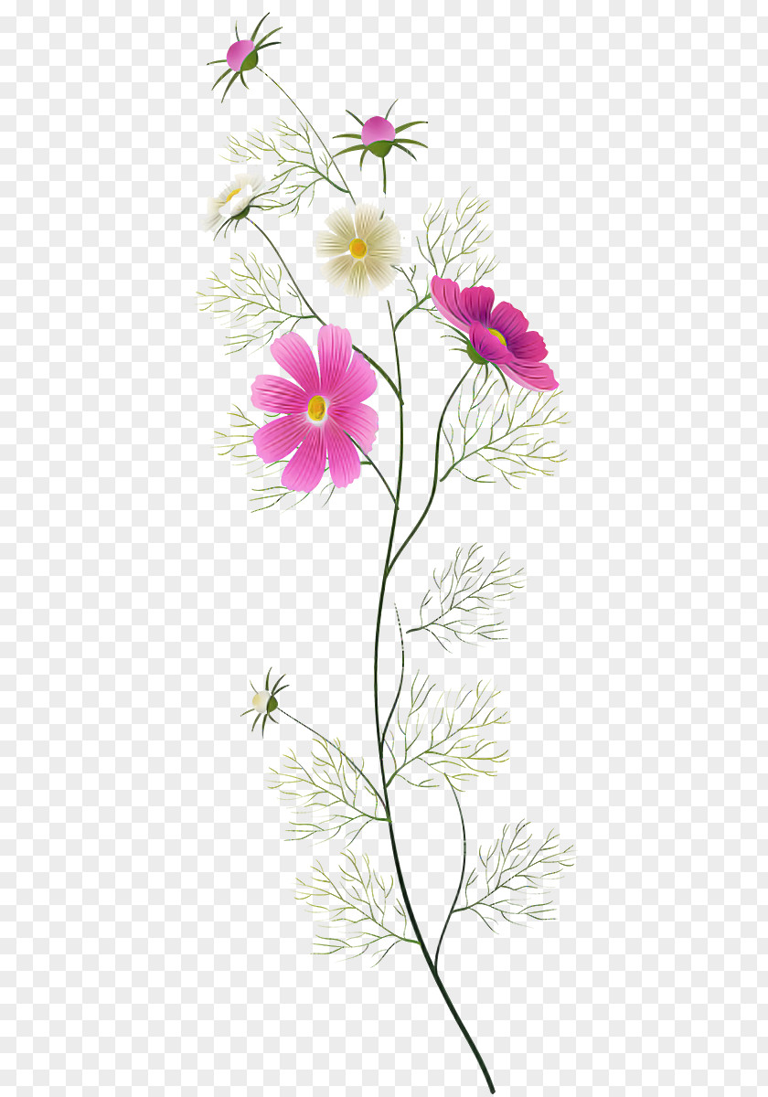 Flower Plant Pedicel Petal Pink PNG