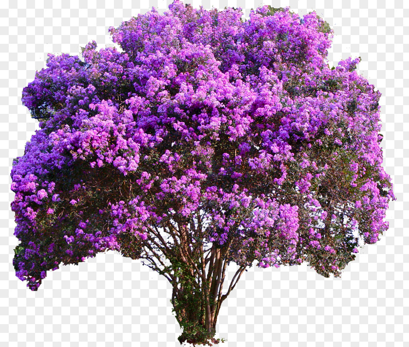 Lavender Crepe-myrtle Tree Plant Garden PNG