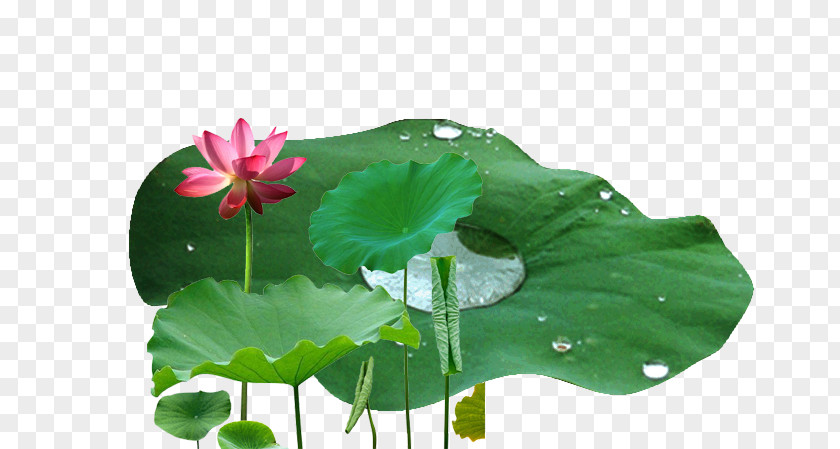 Lotus Leaf Nelumbo Nucifera Drop Effect PNG