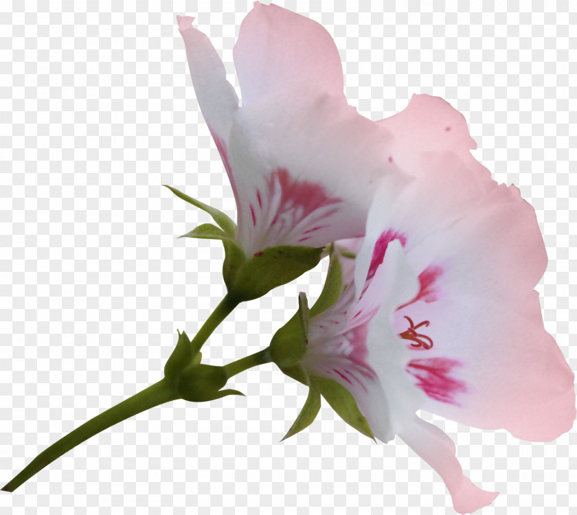 Vanilla Flower Clip Art PNG