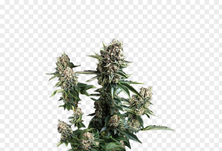 Cannabis White Widow Cultivar Seed Plant PNG