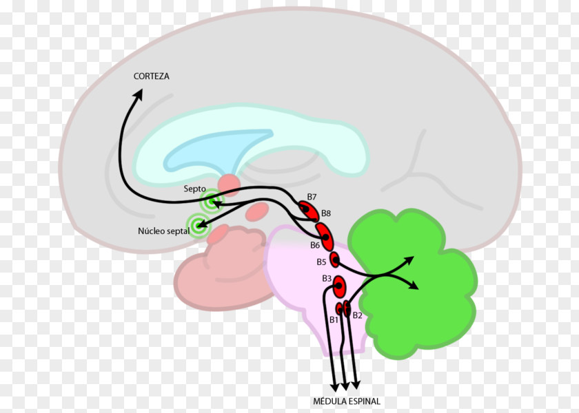 Human Brain Raphe Nuclei Brainstem Nucleus PNG