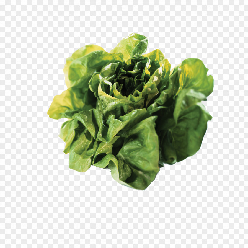 White Cabbage Ukraine Food OLX Child PNG