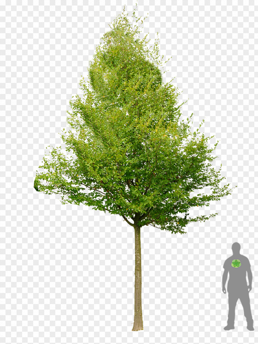 Bonsai Larch Carpinus Betulus Broad-leaved Tree Prince Of Orange Geranium PNG