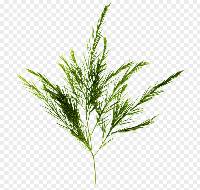 Flowering Plant American Larch White Pine Grass Red Juniper Leaf PNG