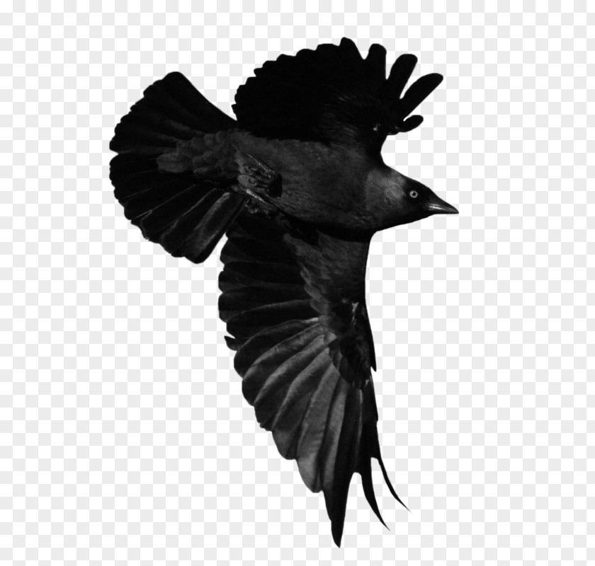 Flying Crow Perching Bird American Art Animal PNG