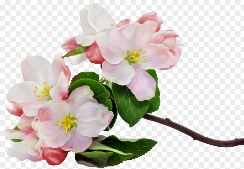 Nets Apple Flower Blossom Fruit Stock Photography PNG