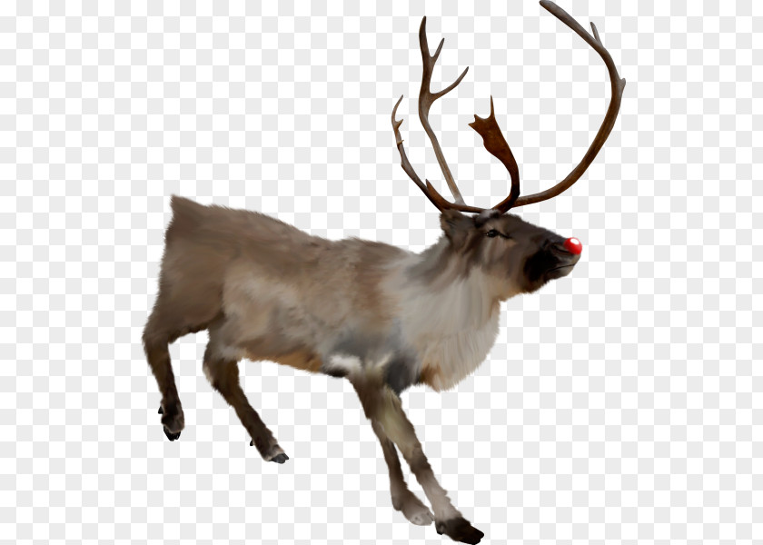 Reindeer Elk Fauna Terrestrial Animal PNG animal, winter elements clipart PNG