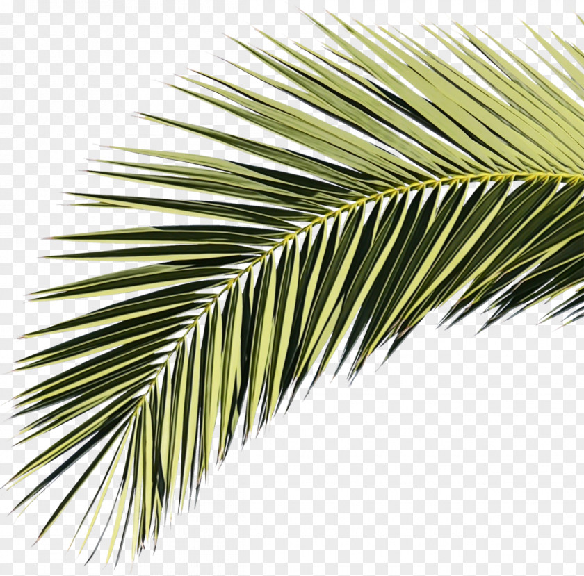 Twig Western Yellow Pine Coconut Tree Cartoon PNG