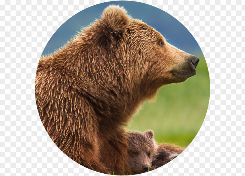 Bear Grizzly Film Disneynature Documentary PNG