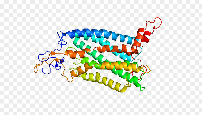 CCR2 CC Chemokine Receptors Monocyte PNG
