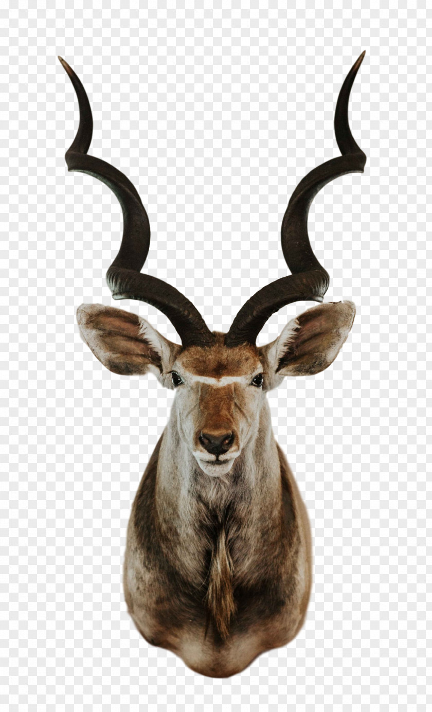 Deer Reindeer Trophy Cartoon PNG