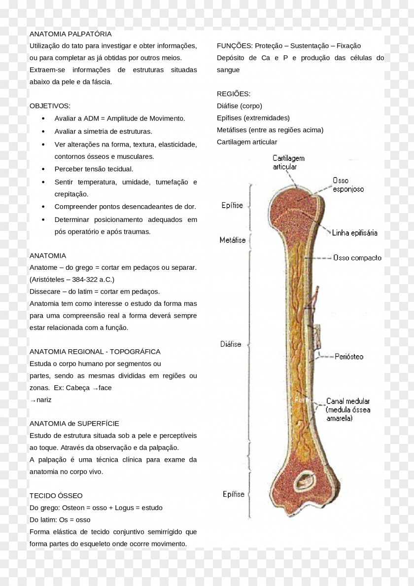 Design Joint Bone Tissue PNG