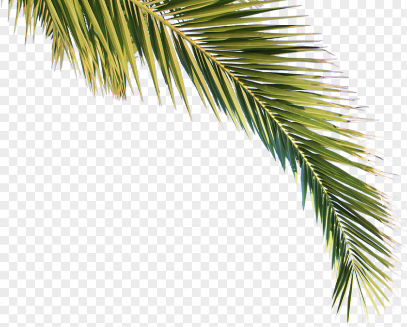 Palm Arecaceae Asian Palmyra Tree Pine Clima Subtropical PNG
