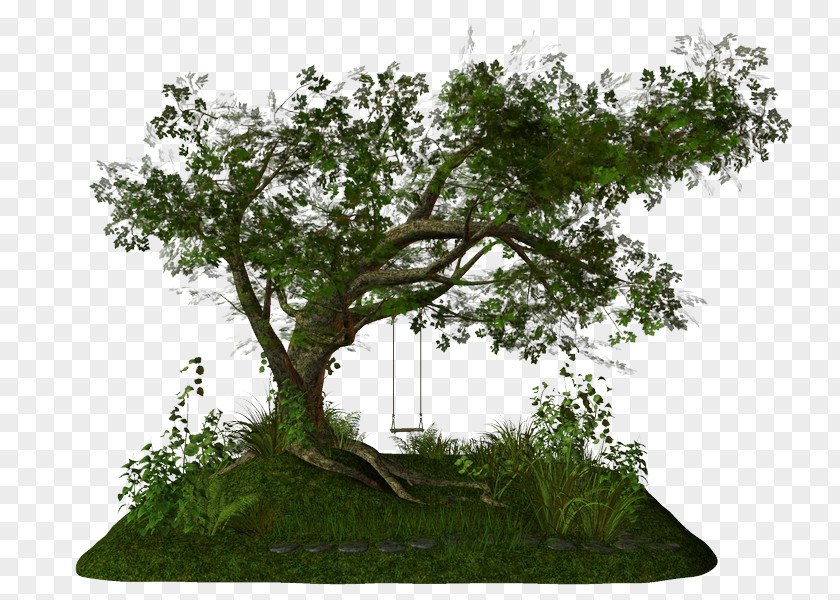 Tree Photography Branch Clip Art PNG