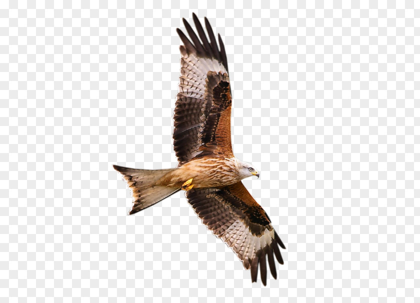 Bird Of Prey Falcon PNG