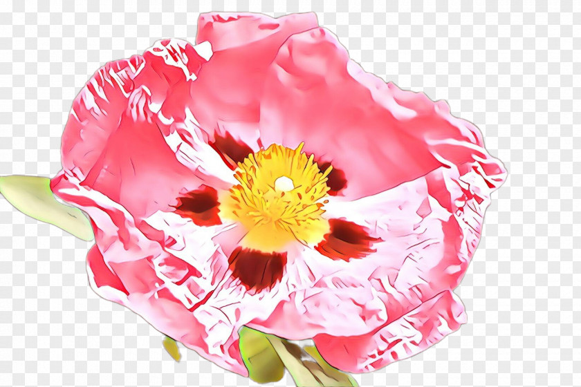 Flower Pink Petal Plant Cut Flowers PNG