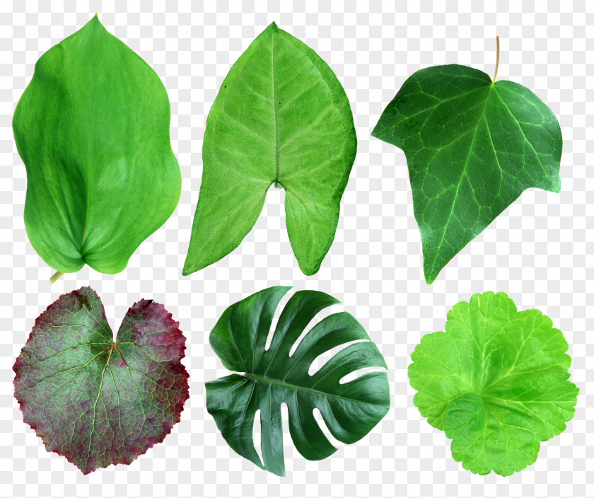 Leaf Plant Liana Common Ivy PNG
