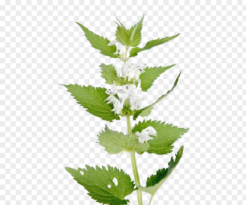 Plant White Dead-nettle Red Deadnettle Common Nettle Medicinal Plants PNG