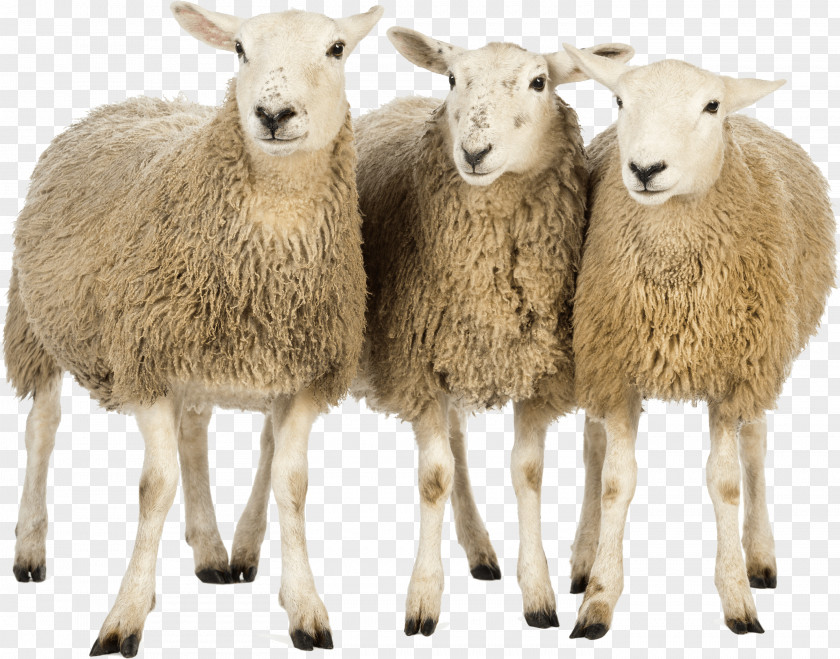 Sheeps Image Sheep Wiki Computer File PNG