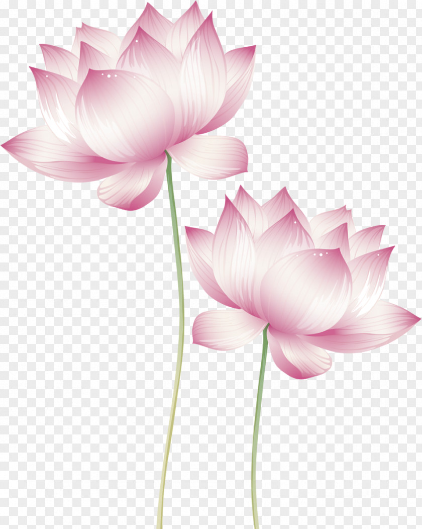 Water Lilies Nelumbo Nucifera Lotus Cars Effect Stock Photography PNG