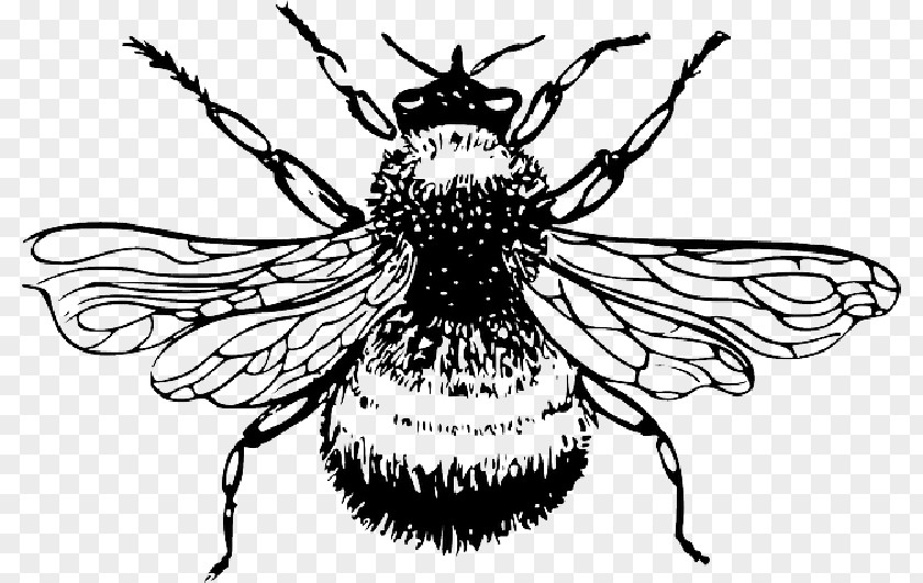 Bee Insect Clip Art Drawing Bombus Lucorum PNG