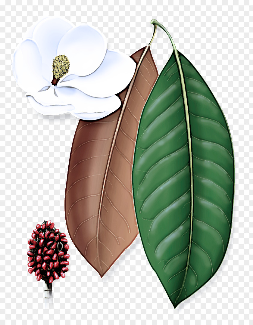 Flowering Plant Southern Magnolia Leaf Flower Tree Anthurium PNG