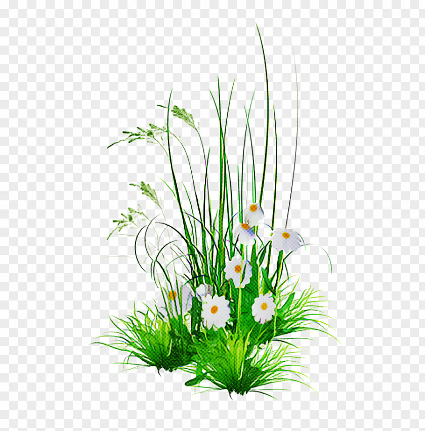 Houseplant Flowering Plant Grass Aquarium Decor Flower Flowerpot PNG
