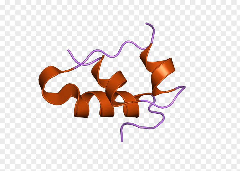 Insulin Receptor Resistance Signal Transduction Peptide Hormone PNG