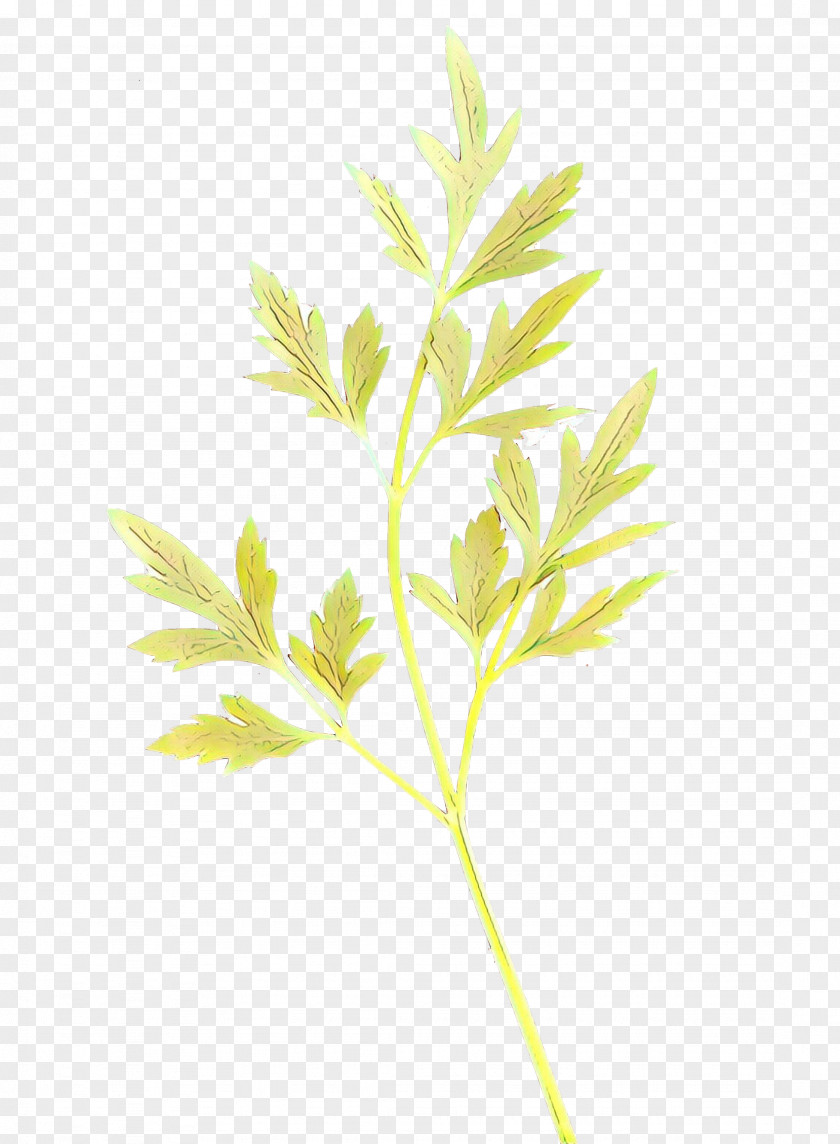 Pedicel Flowering Plant Leaf Tree Flower Grass PNG