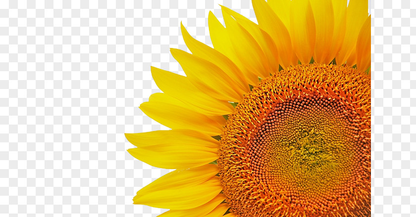 Sunflower Common Download Icon PNG