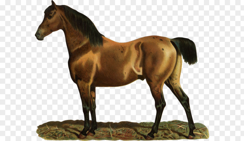 A Horse Mare Colt Clip Art PNG