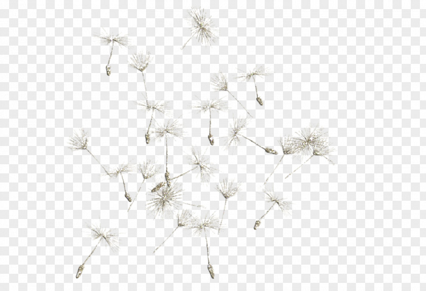 Dandelion White Pattern PNG
