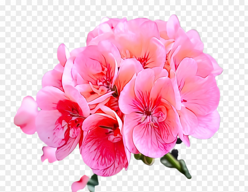 Geraniales Geranium Flower Flowering Plant Petal Pink PNG