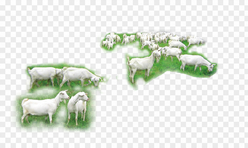 Herd Of Goats Goat Sheep Cattle PNG