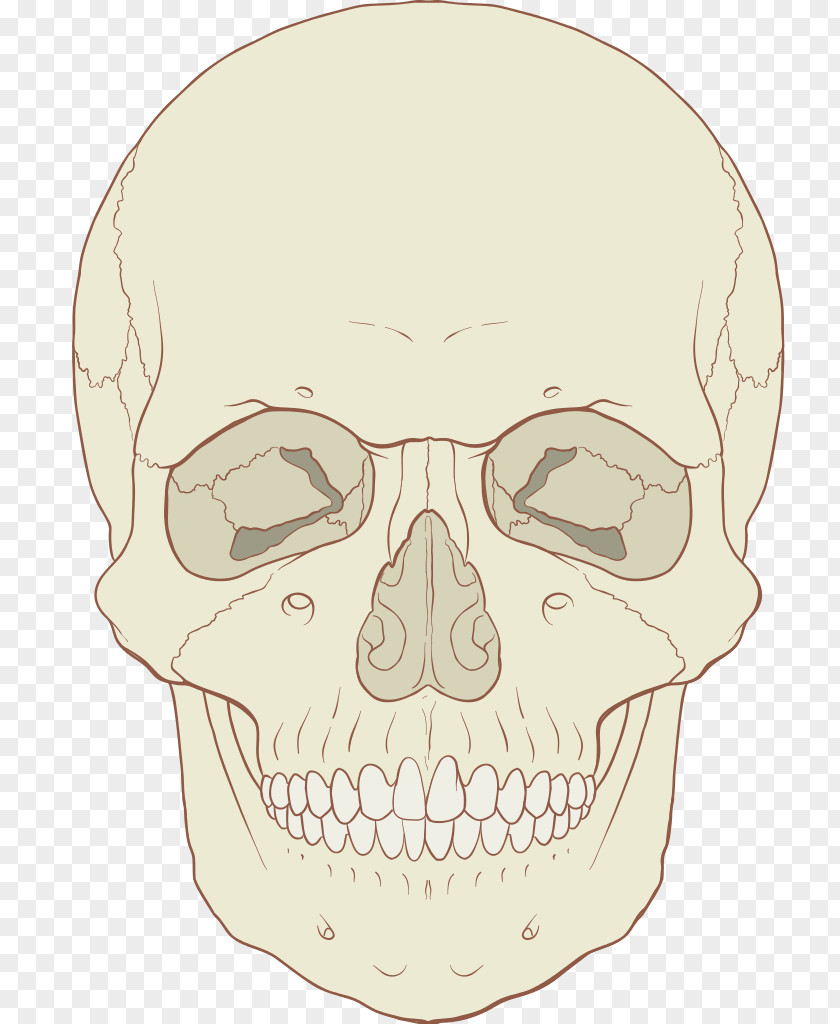 Medicine Skull Anatomy Axial Skeleton Human Body PNG