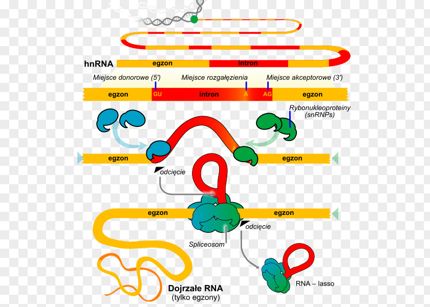 Splicing Vector RNA Genetics Small Nuclear Biochemistry PNG