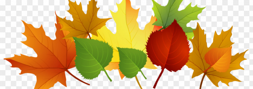 Autumn Leaf Color Clip Art PNG