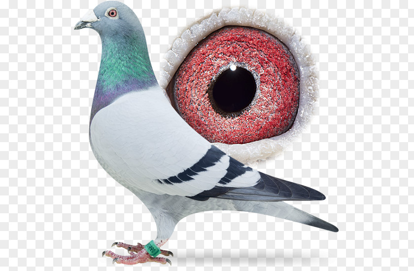 Bird Homing Pigeon Racing Homer Beak PNG