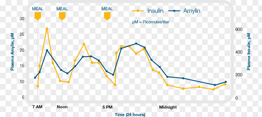 Hormone Secretion Amylin Insulin Pramlintide PNG
